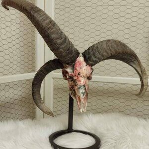 Real goat skull